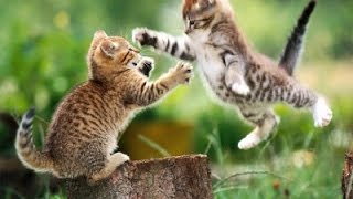 Драка котов! Замедленная съемка! Cats Fight!  Slow Motion!!