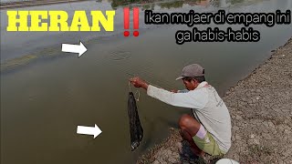 Mancing Mujaer Tambak‼️Bikin Ogah Pulang