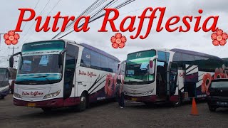 Mengunjungi Loket PO. Putra Rafflesia || Skyliner + Alcoa + Spion Tanduk = GANTENGG