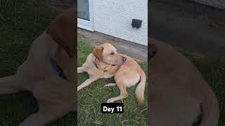 Day 11 until my dog gets 1k subscribers