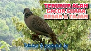 Dekukur alam gacor suara besar & tajam bagus buat masteran #dekukur #burungdekukur #perkututlokal