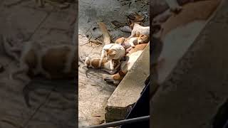 Puppy distrubing Cat Funny Video #funny #funnyvideo #funnyshorts #funnymoments #puppy #cats