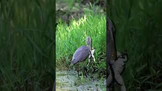 Heron Vs Frog Fight Video #heron #frog #animaltheater #wildlife