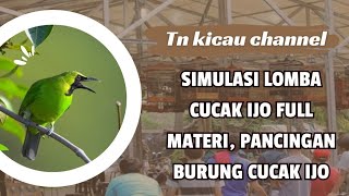 Simulasi lomba cucak ijo full materi, pancingan cucak ijo