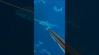 spearfishing amber jack #ikan #spearfishing #shorts #shortvideo