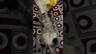 Nyenyak nya Kucil tertidur lelap #anakanak #cat #kitten #kucingtidurlucu #kittensleeping