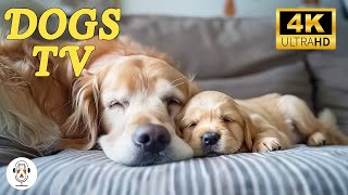 Soothing Music for Dogs to Relax, Sleep | Anxiety Relief & Stress Reduction | Calming Aid for Dog