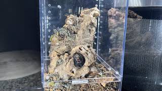 Brazilian Jewel Tarantula (T. seladonia) building adult trapdoor