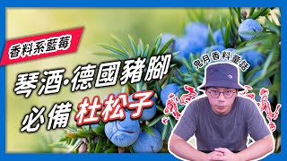 【香料QA#42】杜松子的格林童話｜歐陸常用香料杜松子｜琴酒和德國豬腳必備杜松子！｜味旅Spices Journey