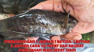 3 PERBANDINGAN 1 CARA YANG TEPAT DAN AKURAT PEMIJAHAN IKAN SEPAT SIAM, 10 BETINA 30 JANTAN!!!