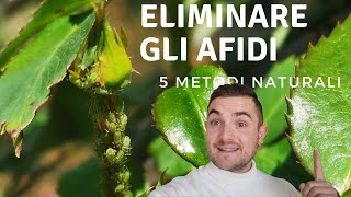 COME ELIMINARE GLI AFIDI CON RIMEDI NATURALI: 5 METODI EFFICACI