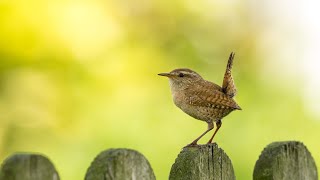 Zaunkönig der Gesang #vogelgesang #birds #relaxing #entspannung