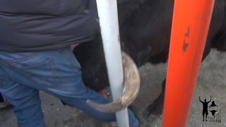 Le caza la pierna con el cuerno, Toro de la Ermita 2015 por YoTaurino.