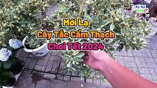 Cây Tắc Cẩm Thạch Chơi Tết 2024.