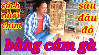 Cách Nuôi Chim Sâu Đầu Đỏ Ăn Cám Gà ...Cách Làm Cho Chim Sâu Đầu Đỏ Mau Dạn Người...