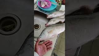 Lezatnya Masak Kakap Putih Barramundi #duniamancingmania #barramundi #kakapputih