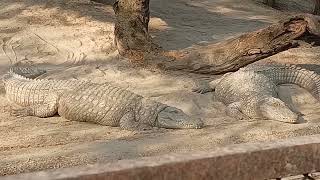 Delhi ka zoo 😱 itne sare janwar dekh kar maja agya 😂| Hasan raza Horse