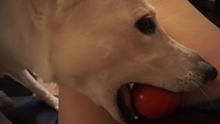 LUNA WONT GIVE ME THE BALL! | 04.02.17 VEDA