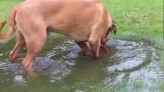 Dog De Bordeaux Archie in the water, not too sure.