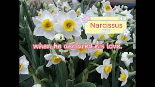 [English story] Narcissus [English Stories for kids]