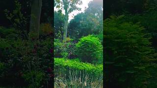 সবুজ শান্ত প্রকৃতি #nature #shorts #video  #beautiful