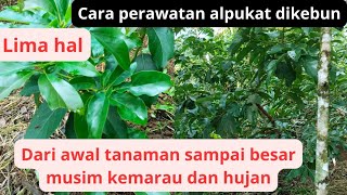 cara perawatan alpukat dikebun dari awal tanam sampai besar dan subur