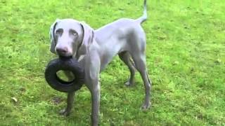 Weimaraner Sebastian with his tyre.