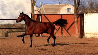 mare Santa Bernay by Bernay (2 y.o.)