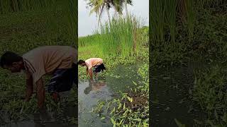 mau ngambil ikan di bubu jebak ,di perjalanan lihat kubangan air sisa karena kemarau,ternyata mantap