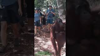 wonderful Orangutans borneo #indonesia_orangutan_tours #tanjung_puting_national_park #houseboattour