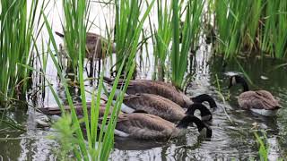 Flock of Goose Eating on the Lake Water