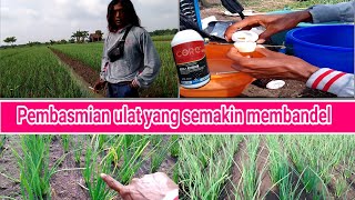 pembasmian ulat dengan obat baru,yang sudah di tes