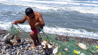 Fishing - Sacando su Red atrapó dos Enormes pescados y Muchos Peces de toda variedad