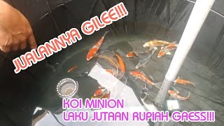 JUALANNYA GILE, IKAN KOI MINION LAKU JUTAAN RUPIAH GAESS!!!