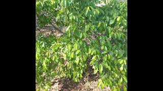 Florida's Wild Cherry In Blossom