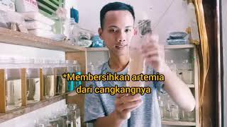 Cara Menetaskan dan Membersihkan Artemia