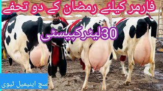 jersey cows| Australia cows | girlando cow| cholistani cows| such animal tv