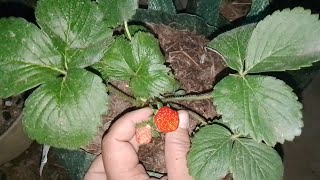 Strawberry sweet Charlie mulai matang lagi, dataran rendah pulau Sumatera Selatan