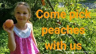 Come pick peaches with us in our back yard