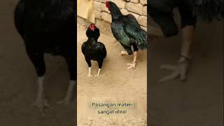 Waow... Pesona ayam black Aseel pakistan. #ayamaseel #aseelmurga #ayamlokal #rooster #ayammangon