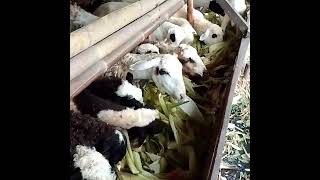 ternak kambing gibas pemula ||  Kambing indukan biang Cetak di Kresek #shorts