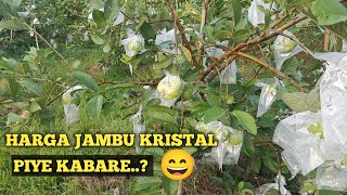 HARGA JAMBU KRISTAL..PIYE KABARE..? 😄