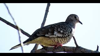 CANTO DA ROLINHA FOGO APAGOU, galinha de Deus, rolinha cascavel, Columbina squammata, Scaled Dove