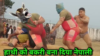 हाथी को बकरी बना दिया नेपाली | shankar thapa ki new kushti | nepali thapa ki kushti