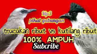 suara pikat kutilang ribut vs trucukan ribut, 100% ampuh bikin semua burung turun semuanya