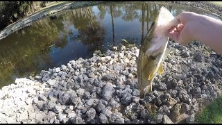 FIRST CAST SNOOK!!! (Golf Course Pond)