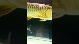 super highback arowana#shorts #feeding #arowana