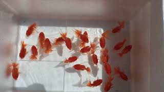 3" inches size oranda goldfish