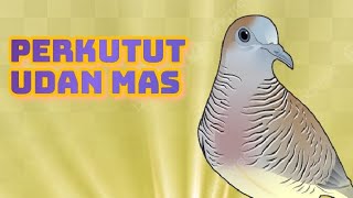 Perkutut udan emas