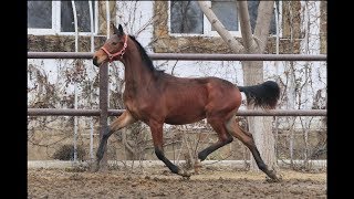 colt Gueriniere by Gray Flanell, 1 year old